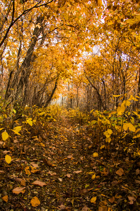 Appalachian Trail in Shenandoah National Park