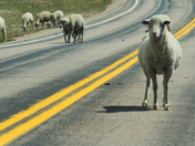 Bighorn National Forest