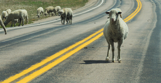 Bighorn National Forest