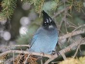 ROCKY MOUNTAIN NATIONAL PARK, Colorado
