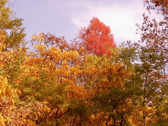 Shenandoah National Park