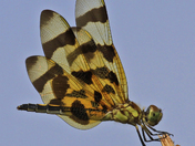 Occoquan Bay National Wildlife Refuge