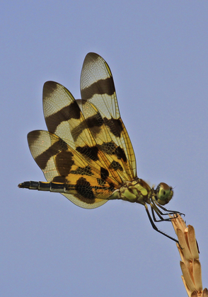 Occoquan Bay National Wildlife Refuge