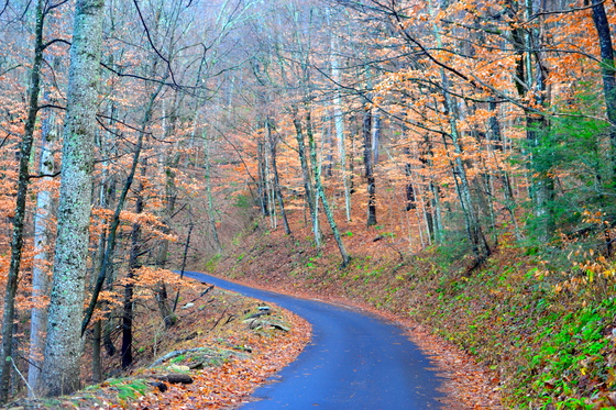 Great Smokey Mountains National Park