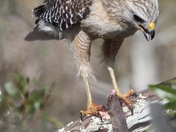 Everglades National Park