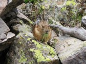 Maroon Bells-Snowmass Wilderness of White River National Forest