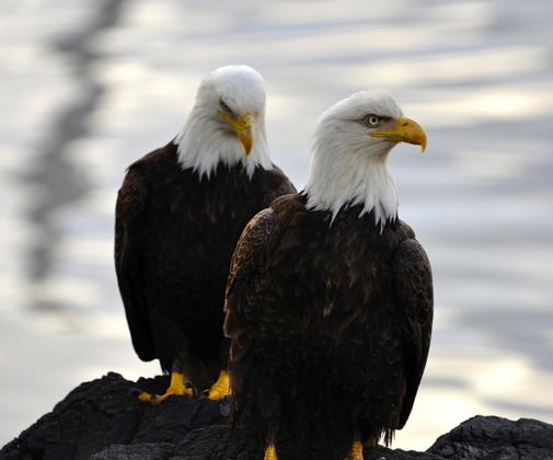 Tongass National Forest