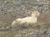 Denali National Park