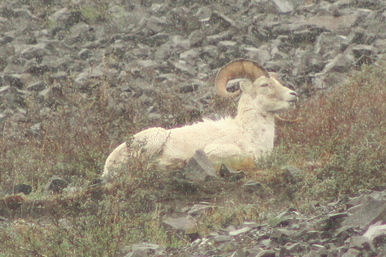Denali National Park