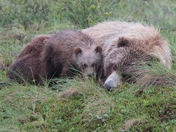 Denali National Park