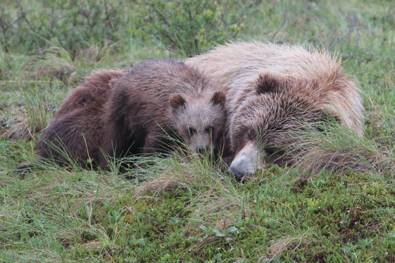 Denali National Park