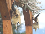 Chugach National Forest