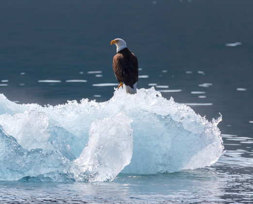 Prince William Sound - Chugach National Forest, Alaska