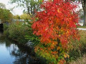 Tree beside the creek.
