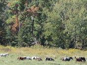 Great Smokey National Park