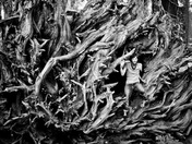 Sequoia National Park