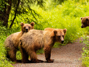 Chugach National Forest
