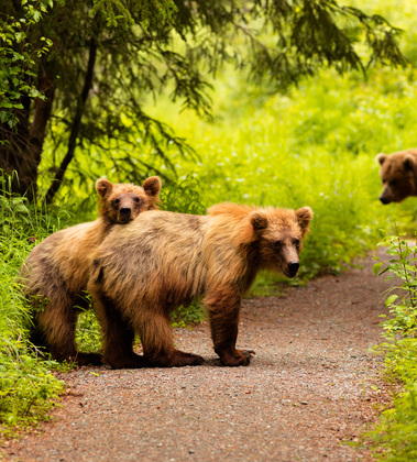 Chugach National Forest