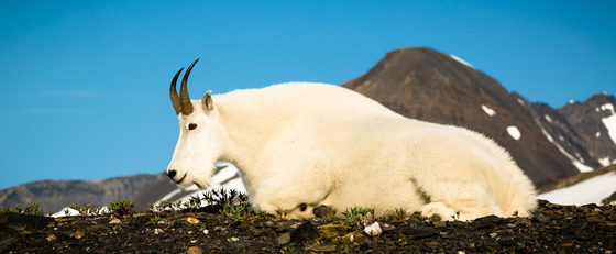 Kenai Fjords National Park