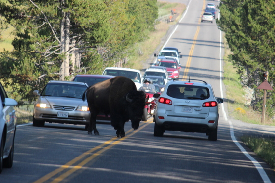 Yellowstone National Park