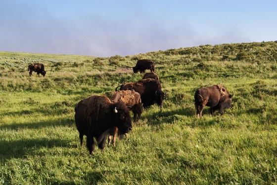 Yellowstone National Park