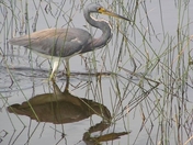 Everglades National Park