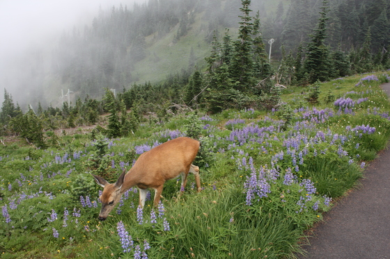 Hurricane Ridge