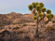 Mojave National Preserve