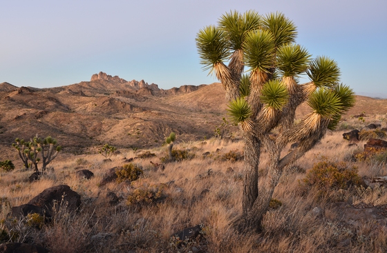 Mojave National Preserve