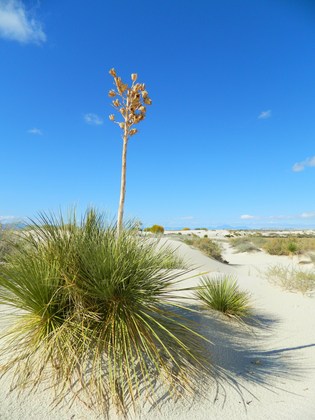 White Sands National Park, Alamogordo, NM