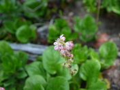 Routt National Forest