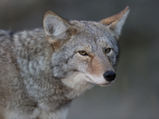 Morning Coyote