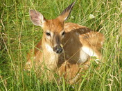 Shenandoah National Park