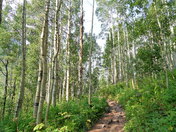 White River National Forest