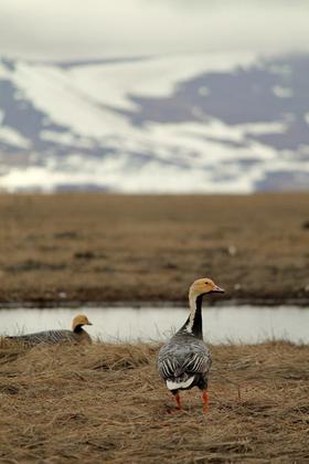Yukon Delta National Wildlife Refuge