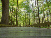 Congare National park