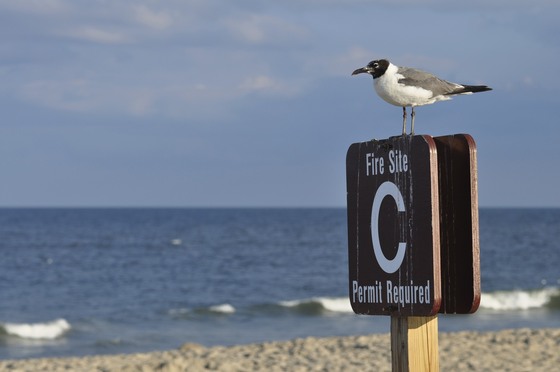 Chincoteague National Wildlife Refuge 