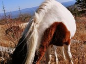 Grayson Highlands National Park