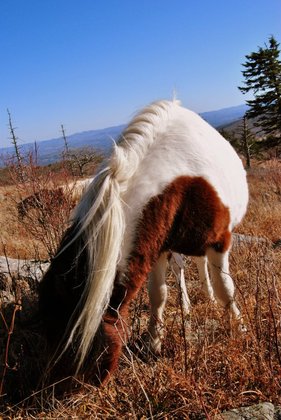 Grayson Highlands National Park