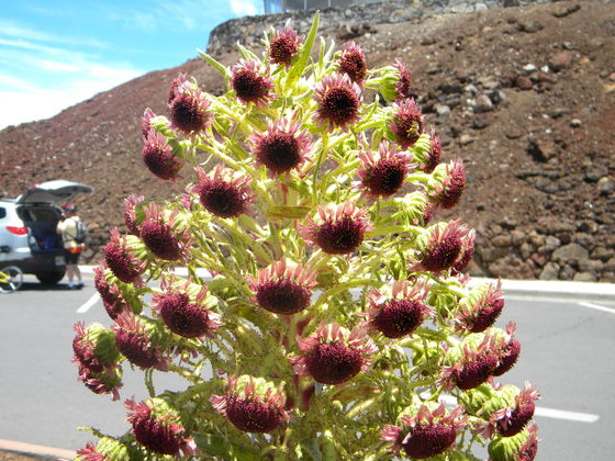 Haleakala National Park Maui, Hawaii