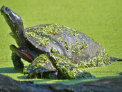 John Heinz National Wildlife Refuge