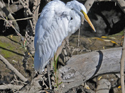 John Heinz National Wildlife Refuge