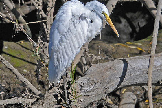 John Heinz National Wildlife Refuge