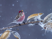 Common Redpoll in Gently Falling Snow