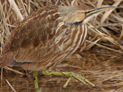 Ridgefield National Wildlife Refuge