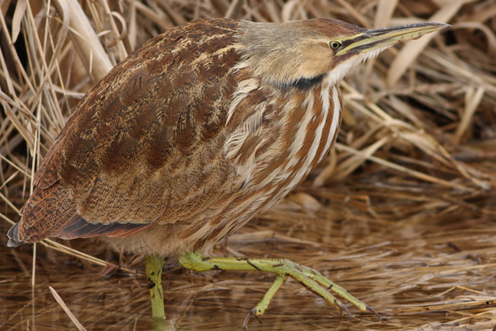 Ridgefield National Wildlife Refuge