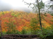 Mt. Ranier National Park