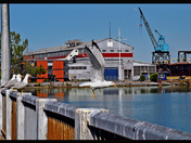 Port Weller Gulls
