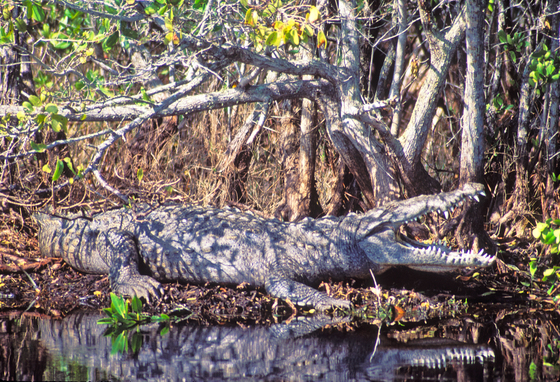 Everglades National Park