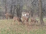 piebald deer